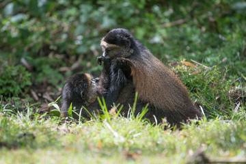 Sticker - Golden monkeys playing