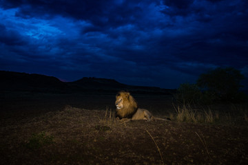 Sticker - Male lion Scarface in Masai Mara