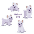 Vector illustration of Maltese Dogs puppies in different poses isolated on white background.