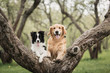Cute Adorable Black And White Border Collie and Golden retriever at the tree