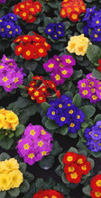 Primula Mix At The Garden Center