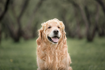 portrait golden retriever whith noodles on the head