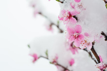 Peach Blossom Branches Covered With Fresh Snow