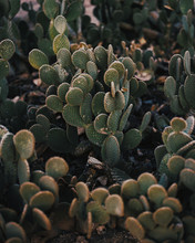 A Close-up Shot Of A Cactus