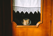 Orange Cat With Medical Cone Looking Through Window