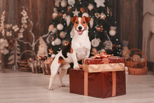 Happy New Year Dog Near The Christmas Tree With Gifts