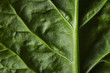 © Paperclip Images/Stocksy - Close Up view of Large leaf sorrel