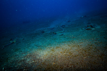 Wall Mural - Stingray