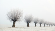 Row Of Willow Trees