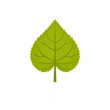 Linden leaf icon. Flat illustration of linden leaf vector icon isolated on white background