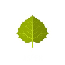 Aspen Leaf Icon. Flat Illustration Of Aspen Leaf Vector Icon Isolated On White Background