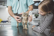 © Lumina/Stocksy - Veterinarian Examining A Cat