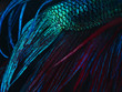 © Xunbin Pan/Stocksy - detail of siamese fighting fish