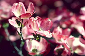 Wall Mural - Blooming cherry tree, closeup.