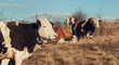 © Marko Milanovic/Stocksy - Cows in herd grazing on wastelands.