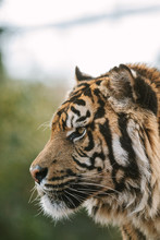Profile Portrait Of Sumatran Tiger