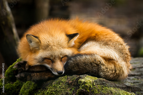 Plakat Red Fox - Renard Roux