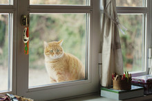 Big Red Cat Sits Out Of Window And Watches At What It's Going On Inside The House