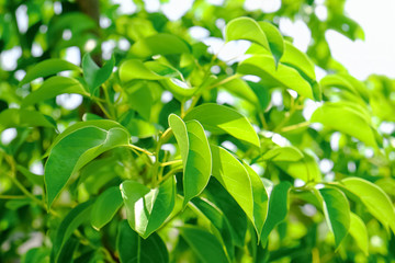 Canvas Print - Bush with green leaves, closeup