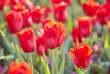 Fototapeta Tulipany - Group of red tulips in the park.