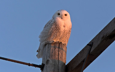 Sticker - Snowy Owl on Pole