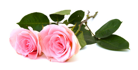 Wall Mural - A couple of pink roses isolated on white background