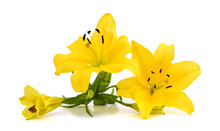 Yellow Lilies Isolated On White Background