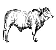 Hand Drawn Sketch Style Zebu Cattle. Vector Illustration Isolated On White Background.
