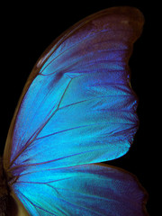 Aufkleber - Wings of a butterfly Morpho texture background. Morpho butterfly.