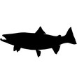 Steelhead trout Silhouette Vector Graphics