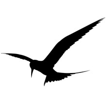 Tern Silhouette Vector Graphics