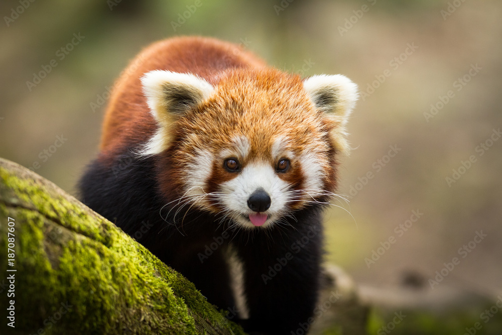 Poster Panda Red Panda Panda Roux Nikkelart Be