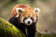 Red Panda - Panda Roux