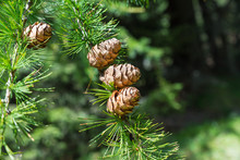 Sprig Of European Larch (Larix Decidua) With Pine Cones On Blurred Background And Copy Space On The Right. Photo Taken In The Summer On The Alps. The Larch Is The Only Deciduous European Conifer