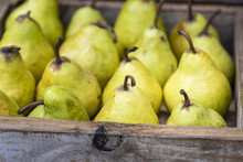Yellow Williams (Bartlett) Pears In Wooden Box, Closeup, Background. .Fresh Organic Fruit Display At Market, Side View.