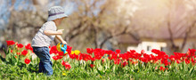 Little Child Watering Tulips On The Flower Bed In Beautiful Spring Day