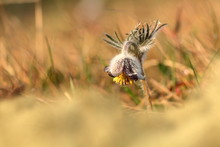 Pulsatilla Pratensis. They Grow In Sunny And Bright Places. For Example, On Rocky And Grassy Slopes. On Meadows, Steppes Or In The Woods. It Is A Thermophilic Species. Wild Nature. Beautiful Picture. 