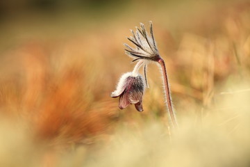 Wall Mural - Pulsatilla pratensis. They grow in sunny and bright places. For example, on rocky and grassy slopes. On meadows, steppes or in the woods. It is a thermophilic species. Wild nature. Beautiful picture. 