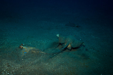 Wall Mural - Stingray