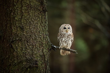 Strix aluco. It occurs in the Czech Republic. Free nature. The wild nature of the Czech Republic. Beautiful image of the owl. From Owl's Life. Owl on the tree. Black eyes.