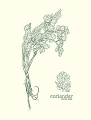 Wall Mural - Coriander vector hand drawn illustration set.