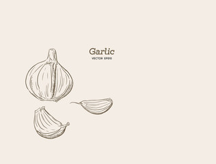 Wall Mural - Garlic hand drawn vector illustration set.