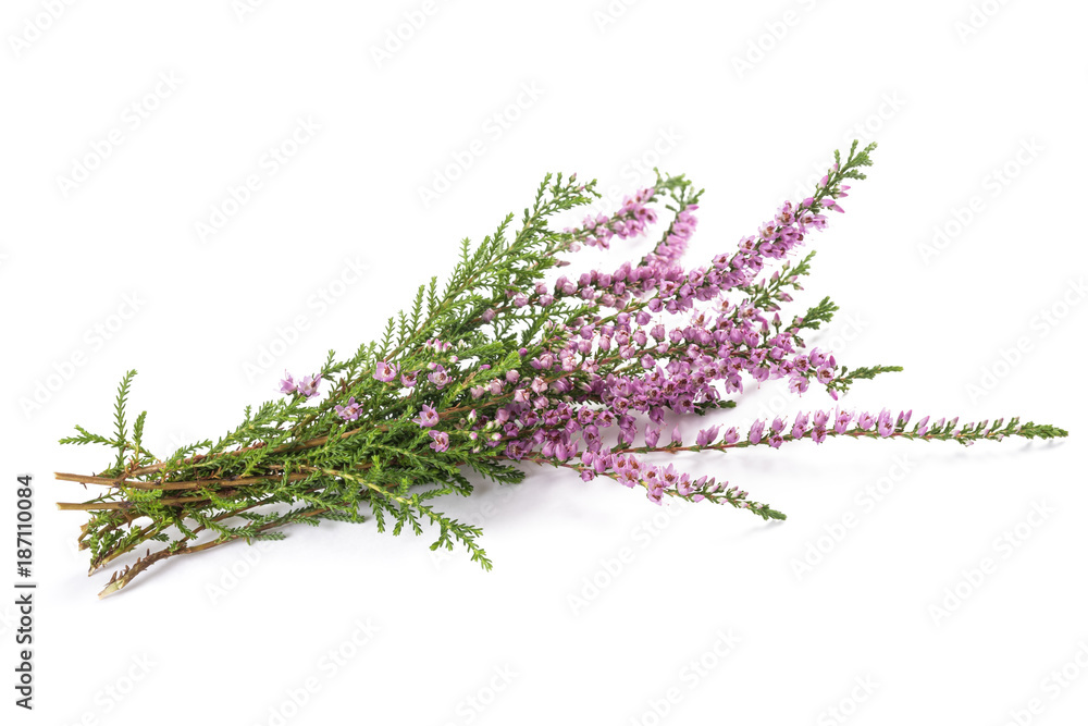 Purple heather flowers - obrazy, fototapety, plakaty 