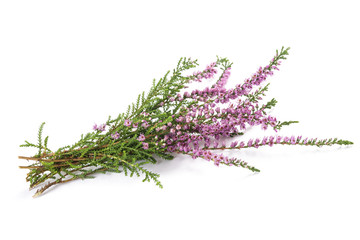 purple heather flowers
