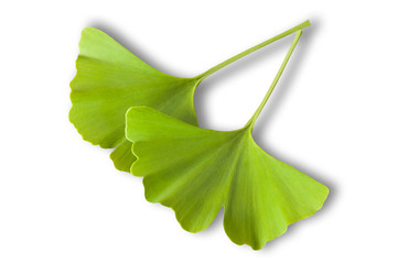 Sticker - Ginkgo biloba leaves