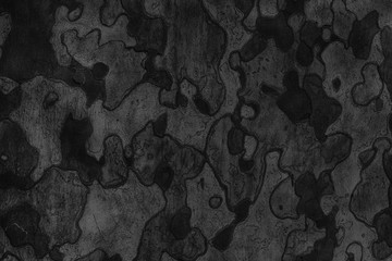 Background texture of tree bark. Skin the bark of a tree that tr