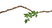 Twisted Wild Liana Jungle Vine With Green Leaves Isolated On White Background, Clipping Path Included