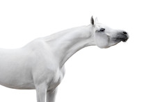 Gray Arabian Horse On White Background Isolated