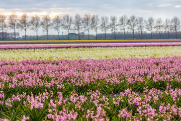 bright colourful spring dutch landscape with hyacinth flower field in the Netherlands