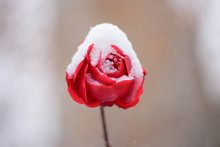 Red Flower In Snowing In Winter Garden.